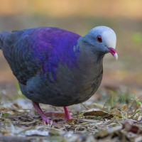 Grey-fronted Quail-Dove